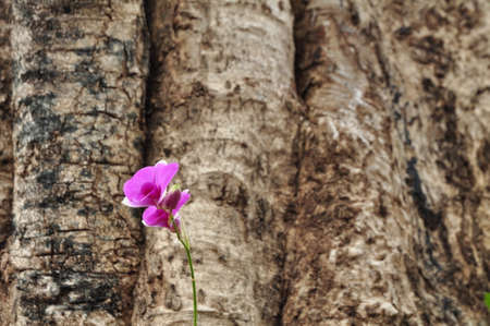 Small purple flowers with bright green leaves.Beautiful violet flowers With branches and green leaves.の写真素材