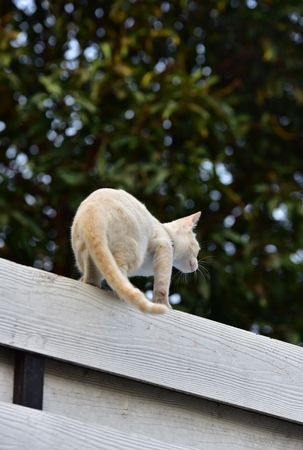 Young cats surveyed around the house and climbed fun.の写真素材