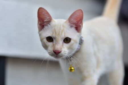 Young cats surveyed around the house and climbed fun.の写真素材