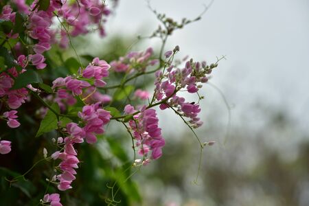 Close up of pink flower blossom on its tree in springtime. Pink flower petal. Pink Flowers,Azalea flowers. white Flowers. natural flowers Azalea flowers.の写真素材