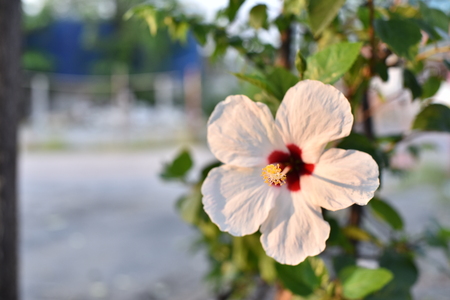Colorful flowers and green trees In the garden next to the house.の写真素材