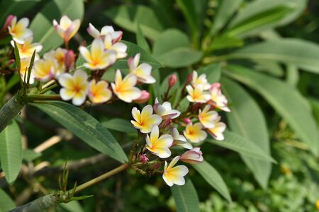 Colorful flowers  flowers,Plumeria Flower. white flower.white flower or white flower backgroundの写真素材