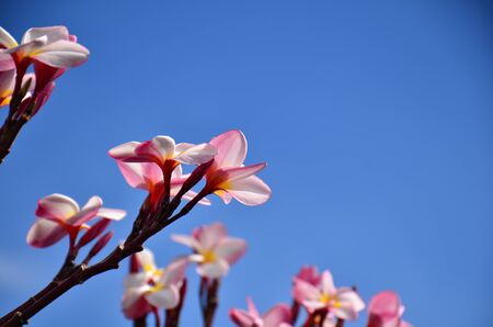 Colorful flowers flowers, white and yellow at my garden. Plumeria flower blooming in the beach. White and yellow frangipani flowersの写真素材