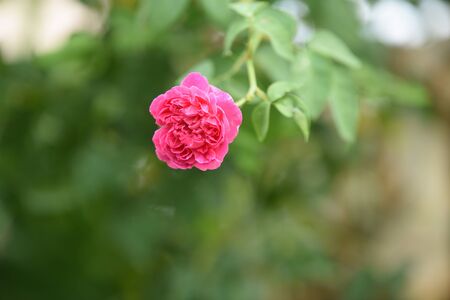 Colorful flowers in nature.Colorful flowers with drops of water after rainの写真素材