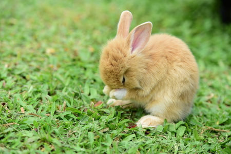 Rabbit on fresh green grass. little gray rabbit on green grass background. Flowers are blooming In the breeding season Has a green foliage background.の写真素材