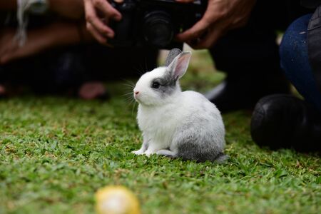 Rabbit on fresh green grass. little gray rabbit on green grass background. Flowers are blooming In the breeding season Has a green foliage background.の写真素材