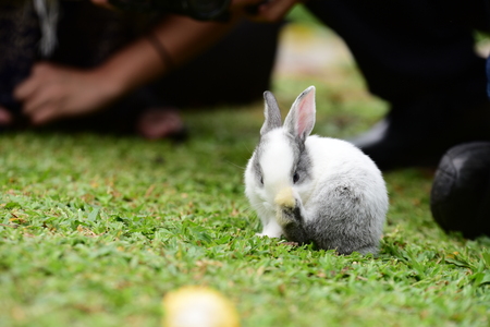 Rabbit on fresh green grass. little gray rabbit on green grass background. Flowers are blooming In the breeding season Has a green foliage background.の写真素材