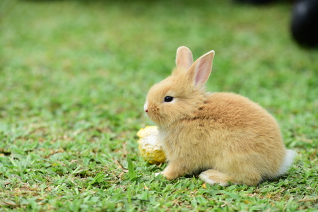 Cute rabbit, brown and white rabbit, mother and baby,の写真素材