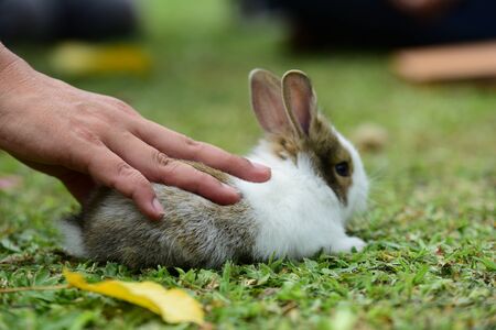 Cute rabbit, brown and white rabbit, mother and baby,の写真素材