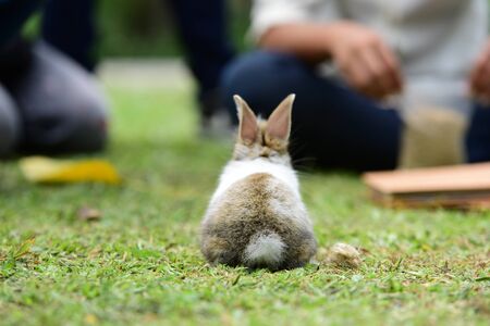 Rabbit on fresh green grass. little gray rabbit on green grass background. Flowers are blooming In the breeding season Has a green foliage background.の写真素材