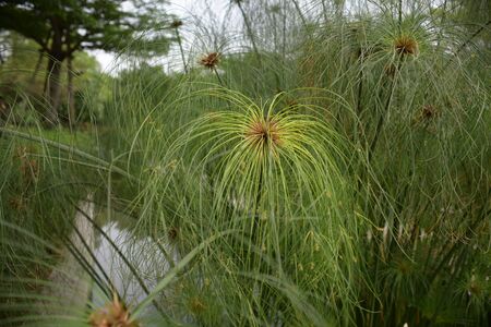 Flowers are blooming In the breeding season Has a green foliage background.の写真素材