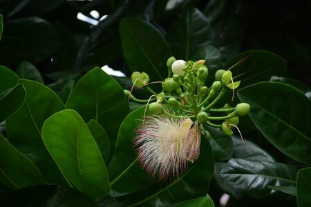 Flowers are blooming In the breeding season Has a green foliage background.