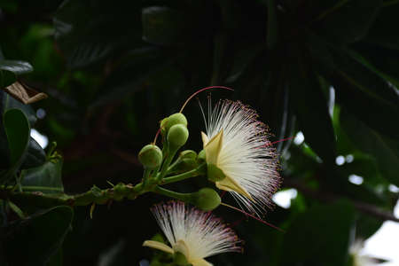 Flowers are blooming In the breeding season Has a green foliage background.