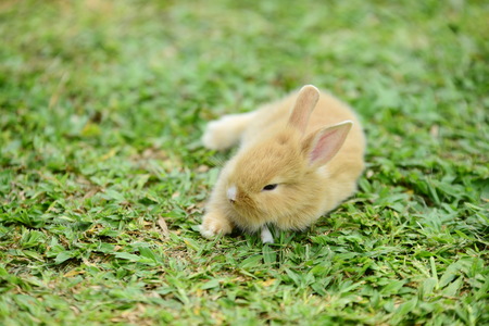 Rabbit on fresh green grass. little gray rabbit on green grass background.の写真素材