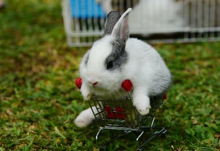 Little rabbit sitting on a replica cart.Rabbit on fresh green grass. little gray rabbit on green grass background.の写真素材