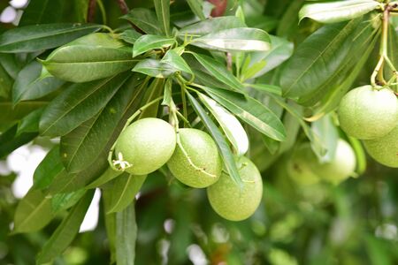 bael fruit tree.The fruit has medicinal value for digestive systemの写真素材