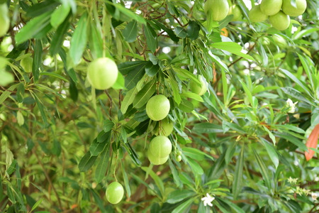 bael fruit tree.The fruit has medicinal value for digestive systemの写真素材