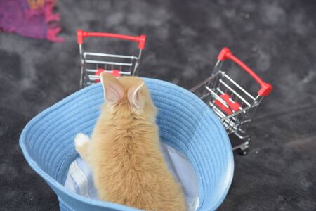 Little Rabbit Sneak in the Hat.little gray rabbit on green grass background.の写真素材