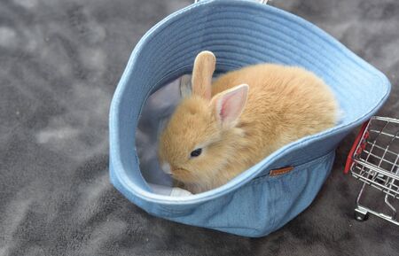 Little Rabbit Sneak in the Hat.little gray rabbit on green grass background.の写真素材