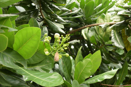 Colorful flowers in a beautiful garden.の写真素材