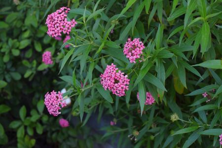 Colorful flowers in nature.color in the garden next to the house. Beautiful flowers in the garden...