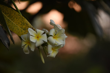 White flowers with sun At sunset light.pink and yellow Plumeria .Colorful flowers.Group of...