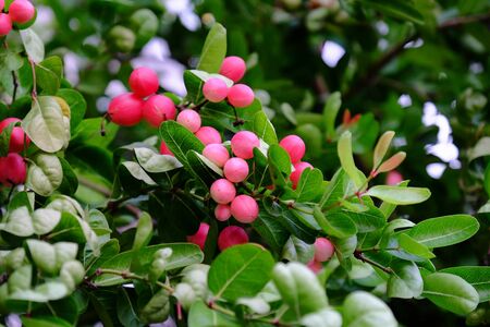 Bengal-Currants, Thai fruits, beautiful pink fruits in the leaves. Fruit avant garde But tight with...