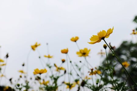 Beautiful yellow flowers in the garden.の写真素材