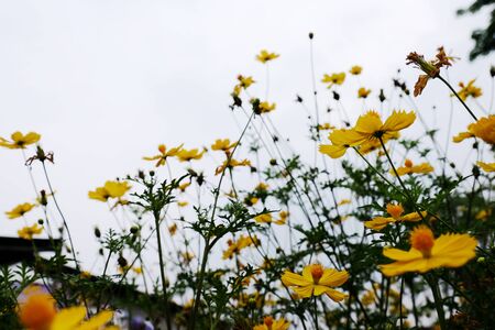 Beautiful yellow flowers in the garden.の写真素材
