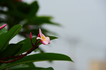 Colorful flowers in the garden.Plumeria flower blooming.Beautiful flowers in the garden Blooming in the summerの写真素材