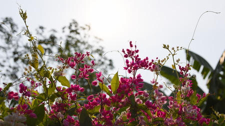 Small flowers, pink and white. With beesの写真素材
