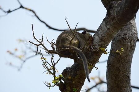 Monkey family eat the food that people bring. Monkey act The monkeys live in the mountains beside the shrine. Chonburiの写真素材