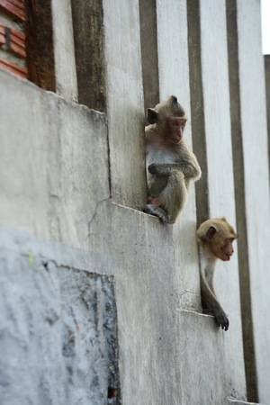Monkey family eat the food that people bring. Monkey act The monkeys live in the mountains beside the shrine. Chonburiの写真素材