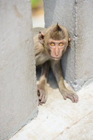 Monkey is playing and staring.の写真素材
