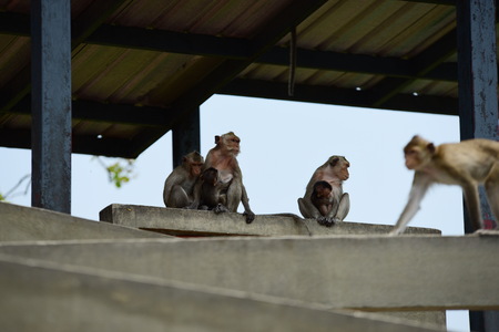 Monkey family has a monkey mother and a cute monkey baby.