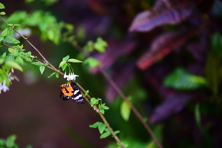 Beautiful flowers in the garden. Butterfly and bee with beautiful flowers at the fence. Beautiful...