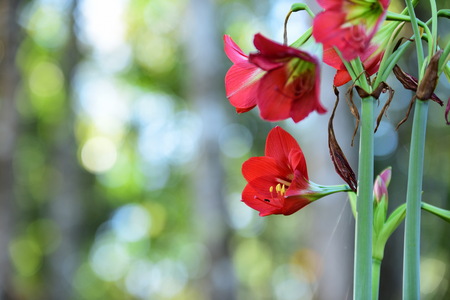 Flowers are blooming In the breeding season Has a green foliage background.
