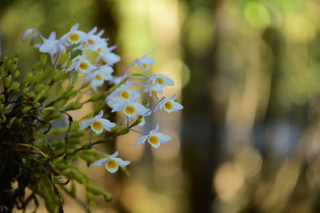 Wild orchid Rare and gorgeous.Beautiful flowers in the garden. Flowers are blooming In the breeding season Has a green foliage background.の写真素材