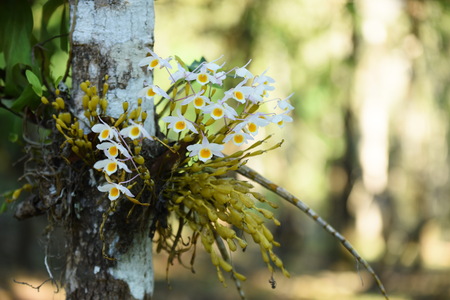 Wild orchid Rare and gorgeous.Beautiful flowers in the garden. Flowers are blooming In the breeding season Has a green foliage background.の写真素材
