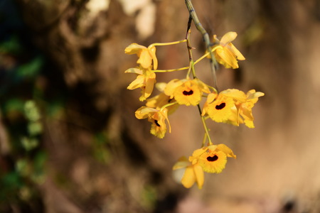 Flowers are blooming In the breeding season Has a green foliage background.の写真素材
