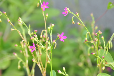 Purple and pink flowers are blooming at the garden.の写真素材