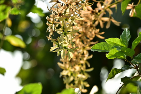 green  flower with green leaf With the afternoon sun on a bright sky.