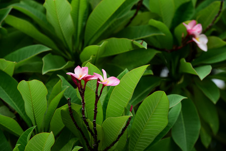 Colorful flowers in the garden.Plumeria flower blooming. Beautiful flowers in the garden Blooming in the summer. Landscaped Formal Garden. Park. Beautiful Garden.の写真素材