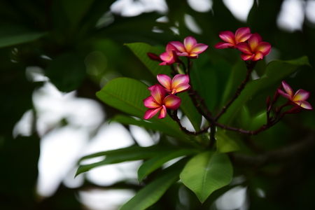Colorful flowers in the garden.Plumeria flower blooming. Beautiful flowers in the garden Blooming in the summer. Landscaped Formal Garden. Park. Beautiful Garden.の写真素材