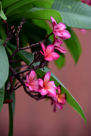 Colorful flowers in the garden.Plumeria flower blooming. Beautiful flowers in the garden Blooming in the summer. Landscaped Formal Garden. Park. Beautiful Garden.の写真素材