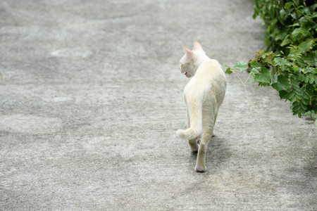 White cat Young cats are exploring the surrounding area.の写真素材