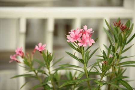 Colorful flowers in the garden Beautiful flowers in the garden Blooming in the summer. Beautiful...