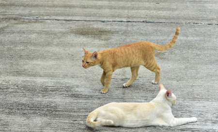 Young cats are exploring the surrounding area.