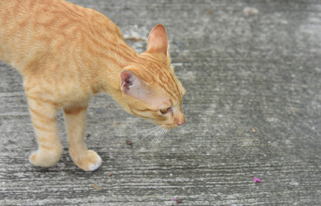 Cats explore in the garden. Two cats are playing happily at the concrete road.の写真素材