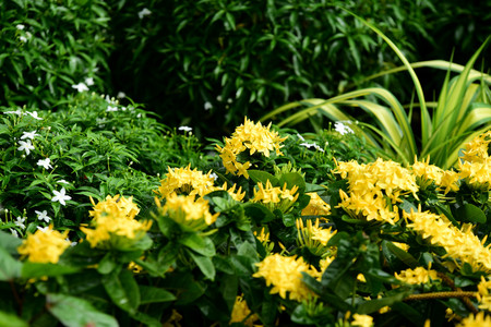 Colorful flowers in the garden.flower blooming. Beautiful flowers in the garden Blooming in the summer. Landscaped Formal Garden. Park. Beautiful Garden.の写真素材